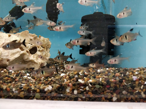 Tropical Fish Store «C K Fish World», reviews and photos, 410 N Azusa Ave, West Covina, CA 91791, USA