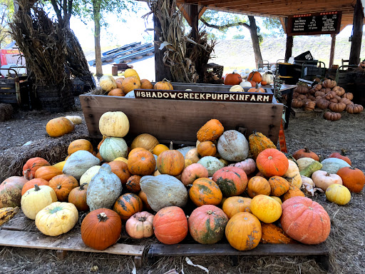 Shadow Creek Pumpkin Farm