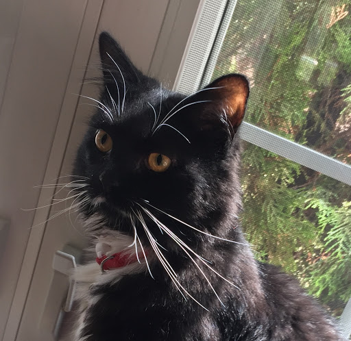 Movie Theater «AMC Cherry Blossom 14», reviews and photos, 3825 Marketplace Cir, Traverse City, MI 49684, USA