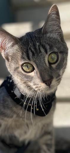 Pet Supply Store «PetSmart», reviews and photos, 315 Gellert Blvd, Daly City, CA 94015, USA