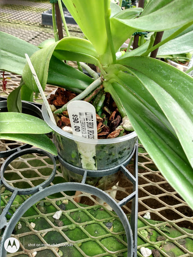 Florist «Little Brook Orchids», reviews and photos, 25 Rider Ave, Lancaster, PA 17603, USA