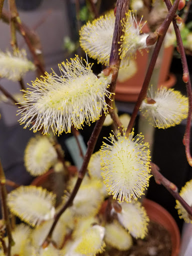 Grocery Store «D & W Fresh Market», reviews and photos, 2103 Parkview Ave, Kalamazoo, MI 49008, USA