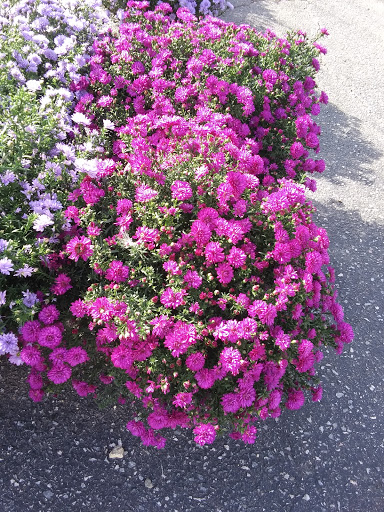 Hardware Store «Ace Hardware», reviews and photos, 215 N Church St, Thurmont, MD 21788, USA