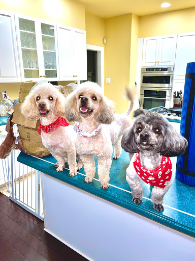 Pet Supply Store «Animal House Grooming & Quality», reviews and photos, 229 W Absecon Blvd, Absecon, NJ 08201, USA