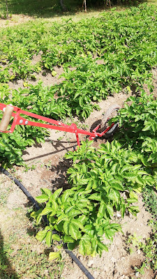 Jardin de Saint-Fiacre légumes bio à Saintes