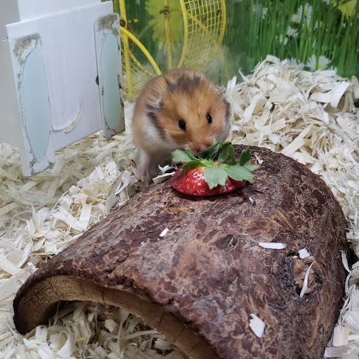 Pet Supply Store «North Tampa PET DEPOT», reviews and photos, 16033 Tampa Palms Blvd W, Tampa, FL 33647, USA