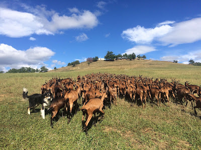 Les chèvres D’Arzeliers à Laragne-Montéglin