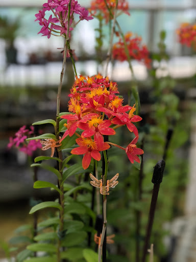 Florist «Little Brook Orchids», reviews and photos, 25 Rider Ave, Lancaster, PA 17603, USA