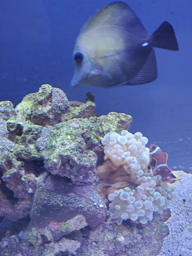 Pet Store «Everything Pet», reviews and photos, 3616 N Fry Rd, Katy, TX 77449, USA