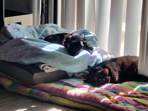 Pet Supply Store «Petco Animal Supplies», reviews and photos, 3452 W Chandler Blvd, Chandler, AZ 85226, USA