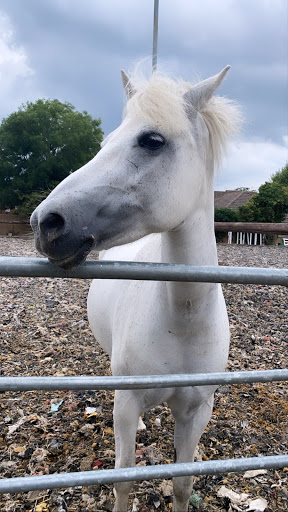 Ealing Riding School