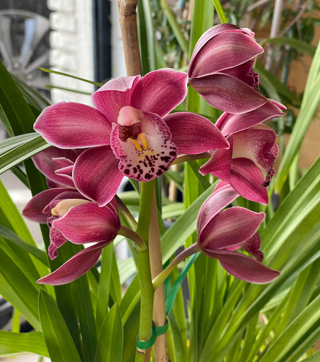 T4 Orchids