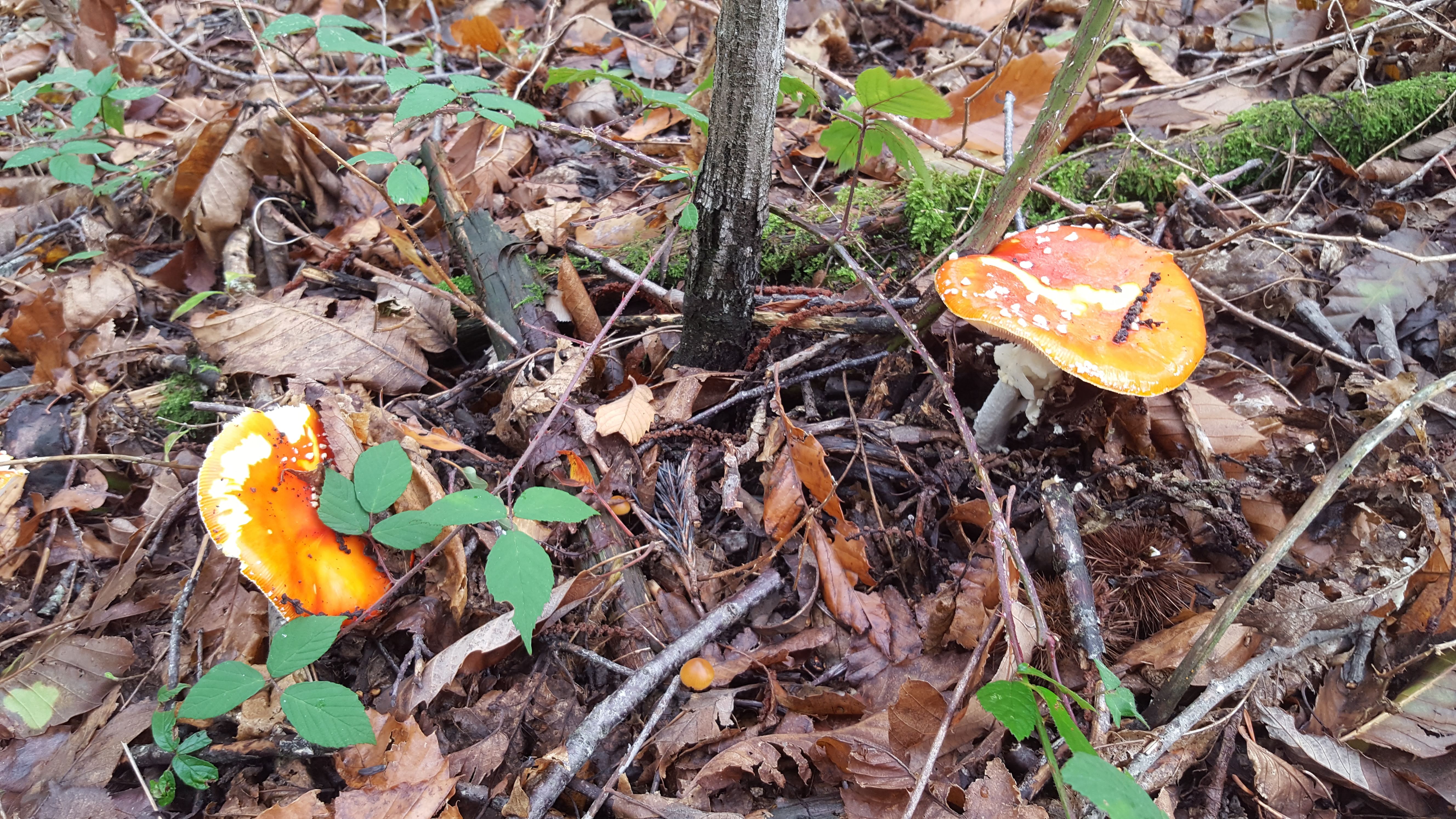 Photo n° 2 de l'avis de Ian.u fait le 03/11/2019 à 11:14