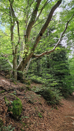 Le chemin de Pialefia - Alignement d'arbres d'exception à Raucoules