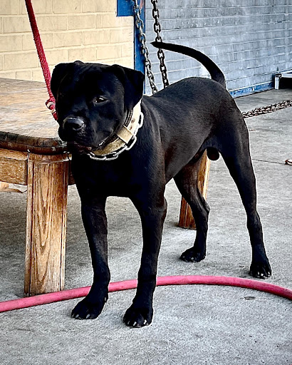 Pet Supply Store «Ace Pet Supply & K-9 Center Inc», reviews and photos, 206 Vanderpool St, Newark, NJ 07114, USA