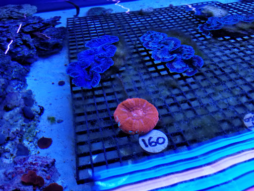 Aquarium «Jays Aquatics», reviews and photos, 10 Lawrence Rd, Salem, NH 03079, USA