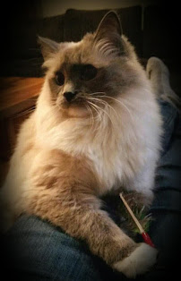 Soul Whis-purr Cat Sitting - Photo 3 - Car repair in , Kent