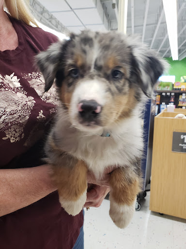 Pet Supply Store «Petco Animal Supplies», reviews and photos, 1301 S California Blvd, Walnut Creek, CA 94596, USA