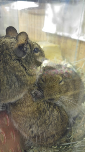 Pet Store «Eastern Shore Pets Inc», reviews and photos, 25244 Lankford Hwy, Onley, VA 23418, USA