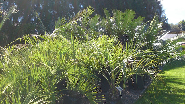 Reviews of Coast Palms and Cycads in Te Puke - Landscaper