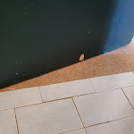 Photo n°10 de l'avis de Mirco. fait le 17/08/2023 à 15:34 sur le  Hotel Plaza à Pesaro