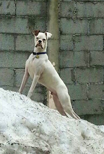 Auto Parts Store «Sparks Auto Parts», reviews and photos, 5100 S Marshfield Ave, Chicago, IL 60609, USA