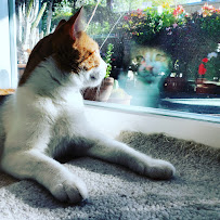 Natalie's Pet and House Sitting Services - Photo 3 - Car repair in , Concord