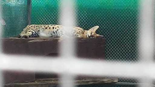 Non-Profit Organization «Big Cat Habitat & Gulf Coast Sanctuary», reviews and photos, 7101 Palmer Blvd, Sarasota, FL 34240, USA