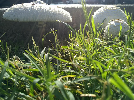 351 W Jefferson Blvd, Dallas, TX 75208, USA