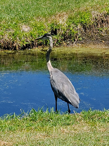 Golf Shop «Seven Springs Golf Shop», reviews and photos, 3535 Trophy Blvd, Trinity, FL 34655, USA