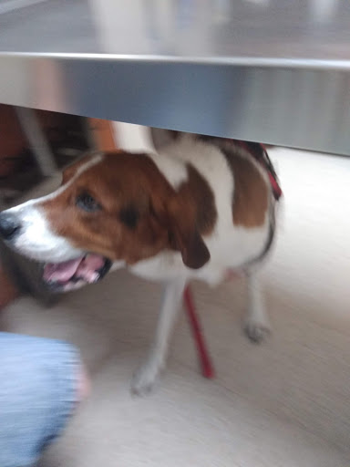 Animal Hospital «Animal Medical Corpus Christi», reviews and photos, 6822 Everhart Rd, Corpus Christi, TX 78413, USA