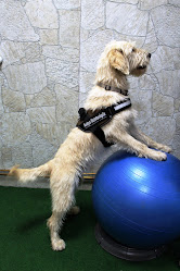 Fizioterápia kutyáknak - CanisPhysio