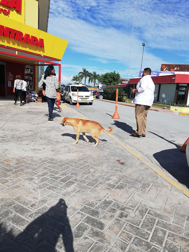 Dog washing Punta Cana