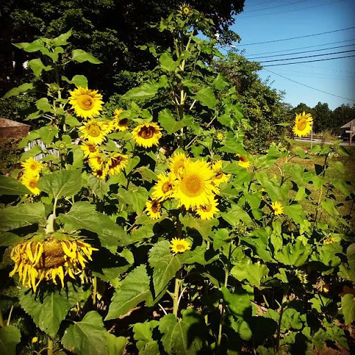 Farm «Greenleaf Farms», reviews and photos, 24 Littleworth Rd, Dover, NH 03820, USA