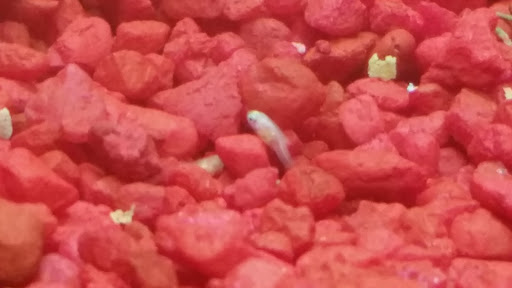 Pet Store «Eden Pets Supplies & Aquarium», reviews and photos, 3771 Bladensburg Rd, Brentwood, MD 20722, USA