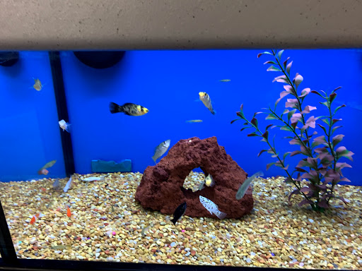 Pet Supply Store «Petco Animal Supplies», reviews and photos, 390 Universal Dr N, North Haven, CT 06473, USA