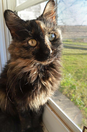 Pet Store «Pets of Portage», reviews and photos, 2219 W Wisconsin St, Portage, WI 53901, USA