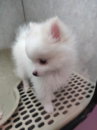 Pet Store «Pet City Pet Shops», reviews and photos, 750 Citadel Dr N # 2092, Colorado Springs, CO 80909, USA