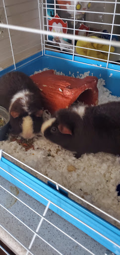 Pet Supply Store «Pet Supplies Plus», reviews and photos, 2649 E Grand River Ave, Howell, MI 48843, USA