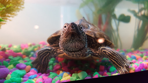 Pet Supply Store «Petco», reviews and photos, 131 N Cattlemen Rd, Sarasota, FL 34243, USA