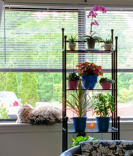 Pet Supply Store «Petco Animal Supplies», reviews and photos, 92 Cluff Crossing Rd, Salem, NH 03079, USA