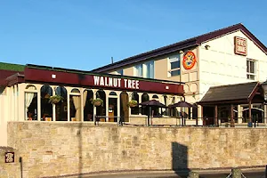Walnut Tree image