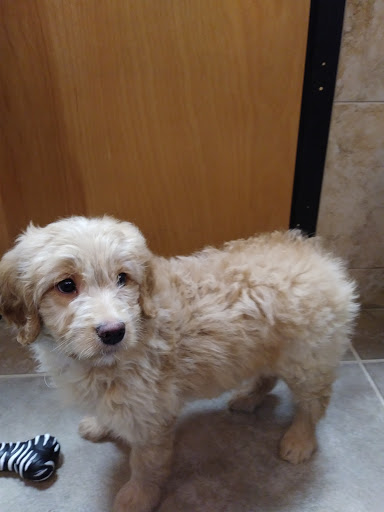 Pet Store «Perfect Pets», reviews and photos, 6840 S University Blvd #410, Centennial, CO 80122, USA