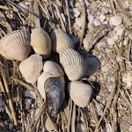 Photo n°1 de l'avis de Sonja.e fait le 23/04/2019 à 07:36 sur le  Der Fliegende Holländer à Jemgum