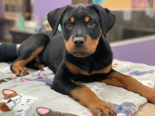 Dog Breeder «Playful Pets», reviews and photos, 115 Ridge Pike, Conshohocken, PA 19428, USA