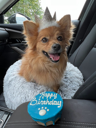 Pet Supply Store «PetPeople», reviews and photos, 3330 Washtenaw Ave, Ann Arbor, MI 48104, USA