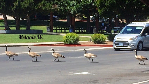 Nature Preserve «Virginia Lake», reviews and photos, 1980 Lakeside Dr, Reno, NV 89509, USA