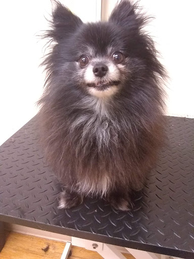 Pet Supply Store «EarthWise Pet Supply - Richardson», reviews and photos, 1310 W Campbell Rd #128, Richardson, TX 75080, USA