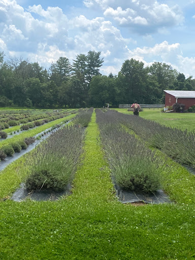 Gift Shop «Hidden Spring Lavender Farm and Gift Shoppe», reviews and photos, 890 Belle Mead-Blawenburg Rd, Skillman, NJ 08558, USA