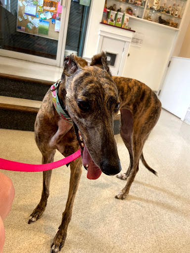 Lincoln Park Dog & Cat Clinic